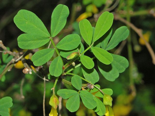 Coronilla emerus